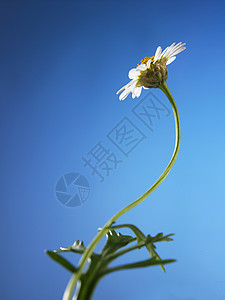 驴子雏菊季节花园叶子阳光黄色太阳白色洋甘菊植物群图片