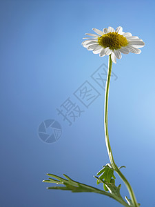 驴子生态植物群季节草地自然太阳绿色叶子阳光场地图片