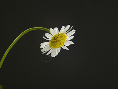 单雏花花植物群生长花瓣白色洋甘菊黑色园艺黄色宏观雏菊图片