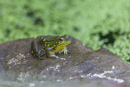 一只绿色青蛙坐在花园池塘附近的岩石上花园环境黄色树叶苔藓图片