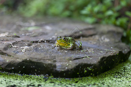 一只绿色青蛙坐在花园池塘附近的岩石上黄色树叶环境花园苔藓图片