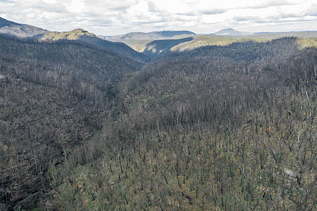 澳大利亚严重林林火后森林再生的空中观 景象旅行植被丛林爬坡风景树木栖息地气候土壤衬套图片