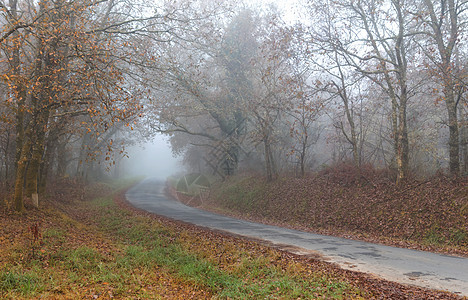 清晨风雾的乡村公路穿过秋林图片