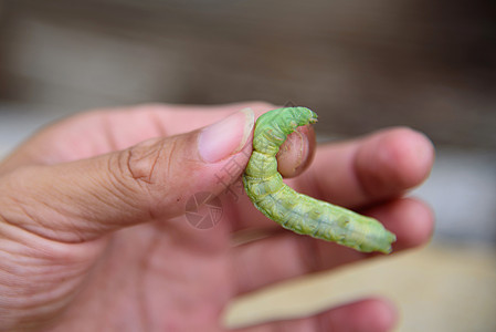 那个人手里握着大绿虫图片