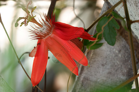 红色激情花朵过敏花a热带荒野花园叶子爬行者绿色女士异国植物学生长图片