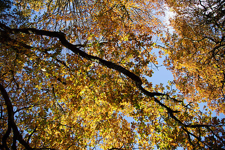 秋色的树 林中低日光下的金叶黄色树木阳光森林蓝色太阳分支机构橙子橡木图片