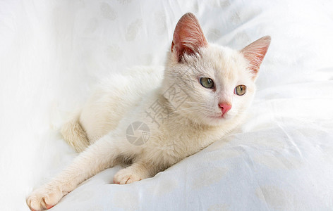 一只小白猫躺在白色枕头上动物谎言图片