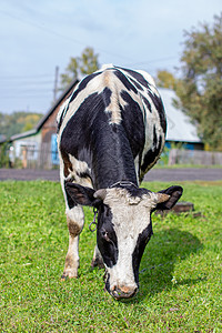 一头牛在房子附近吃草农业农田草地乳房喇叭尾巴奶制品农村家畜阳光图片