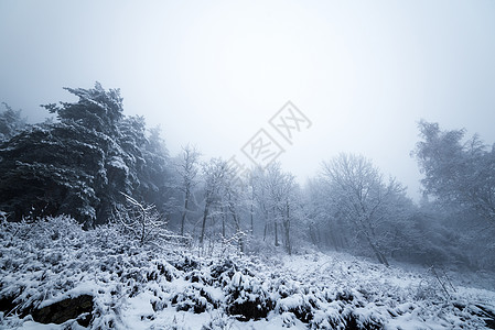 森林里的雾旅行季节爬坡冻结美丽环境松树薄雾滑雪暴风雪图片
