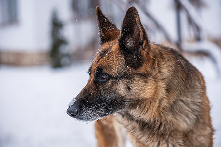 雪地德国牧羊犬毛皮牧羊人小狗宠物森林动物快乐头发安全山脉图片