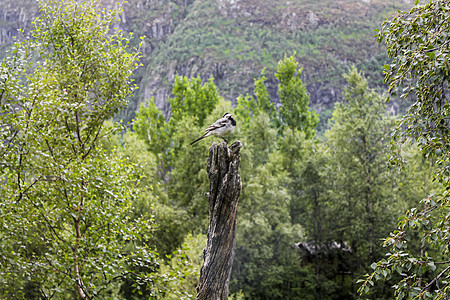 小灰色的鸟儿在挪威木材木头上摇摆动物岩石草地场地白鲸猎物动物群荒野农村野生动物图片