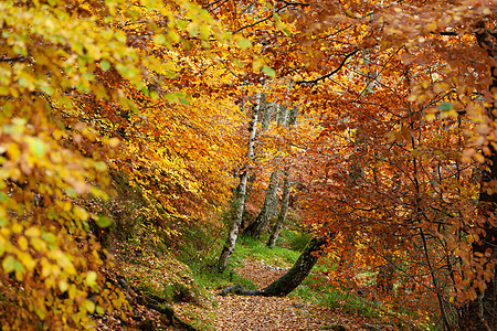 秋季森林道路 联合王国苏格兰Kincriig岛Loch Insh湖小路场景公园国家叶子人行道林地山脉阳光季节图片