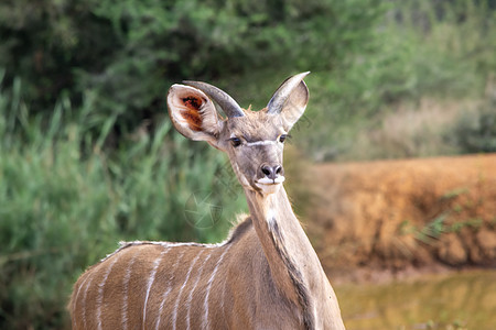 非洲热带稀树草原的少年大Kudu或图片
