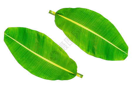 香蕉叶 绿叶 孤立热带生态叶子环境白色绿色剪裁植物棕榈图片