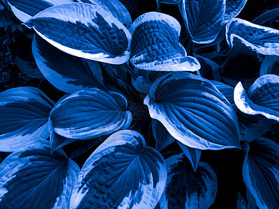 装饰工厂的蓝色和白色叶子的纹理树叶植物背景图片