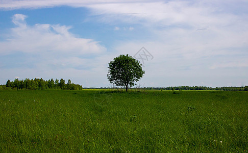 美丽的夏日风景 一片绿树就站在一片绿地上天空草地阳光孤独农业晴天场景地平线蓝色叶子图片