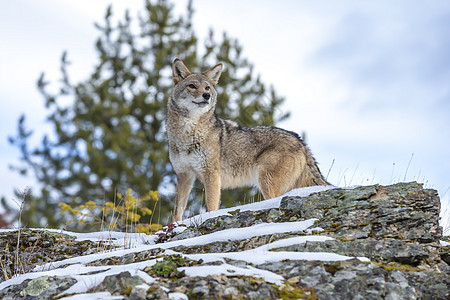 土狼哺乳动物犬类食物岩石清道夫猎人尾巴外套动物摄影图片