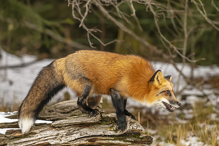 红狐狸濒危森林斑点野猫野生动物动物园哺乳动物犬类猎人胡须图片