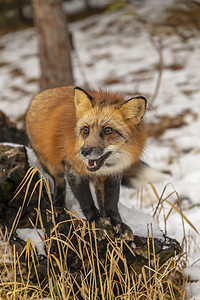 红狐狸森林哺乳动物生物野猫大猫猎人猫科动物豹属野生动物动物园图片