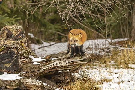 红狐狸动物园猎人荒野森林食肉哺乳动物犬类眼睛捕食者野猫图片