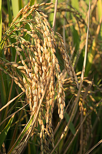 稻田耳里的稻种 紧闭起来背景