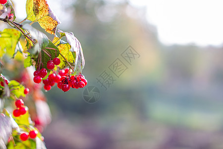 草莓和树叶 在夏日户外的花园里季节植物群枝条水果食物树枝荚蒾摄影植物收成图片