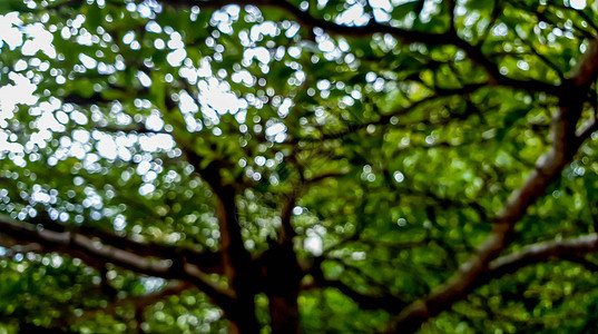 a bokeh 天然树的布基景森林绿色摄影天空场景季节太阳墙纸公园植物图片