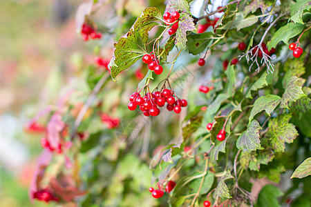 草莓和树叶 在夏日户外的花园里食物水果季节植物群植物树枝收成荚蒾叶子枝条图片