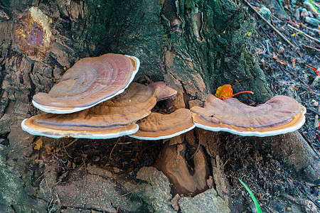 在公园树上生长的蘑菇团体荒野橙子世界王国食物菌类木头植物地面图片