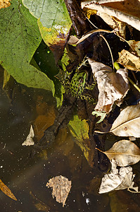 旅行青蛙佛拉纳公园 湖中含多彩的秋叶和绿青蛙或水中的拉纳植物学公园叶子远足林蛙痘痘树叶动物植物池塘背景