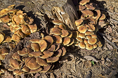 美味可食的黄蘑菇高手或坎塔雷勒斯在树木附近生长菌类土地饮食团体季节厨房蘑菇植物植被树桩图片