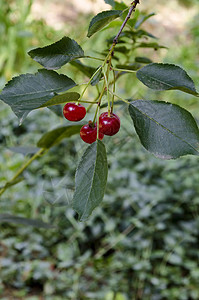樱桃或酸樱桃树枝 花园里有甜美的红水果浆果美食季节农业阳光叶子收成植物群树叶食物图片