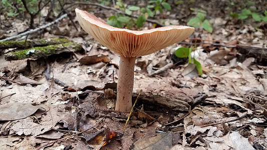 在森林棕叶中生长的橙色蘑菇植物孢子菌类植物群树叶棕色树木植物学橙子图片