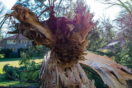 厄尔金斯庄园暴风雨过后 一个带有堕落树的分裂灌木堆服务疾病灯光灾难叶子芯片危险林业后果树干图片