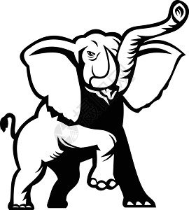 非洲大象 Loxodonta 非洲丛林大象或非洲森林大象腾跃模具黑色和白色图片
