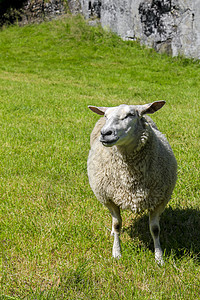 在挪威维肯海姆塞达尔的赫姆塞达尔草原上的白羊毛绵羊羊肉动物草原国家风景场地农业艺人荒野孤独图片