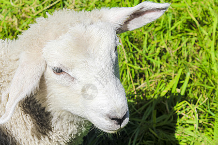 挪威维肯Hemsedal草地的白羊毛羊图片