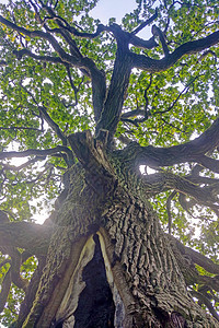 一棵高大的老橡树的底部景色图片