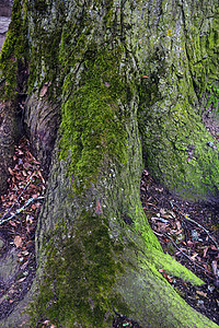 大树的树干和根部覆盖着绿苔图片