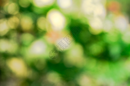 阳光的闪亮亮点穿过焦外的绿叶营造出美丽的散景构图 自然背景图像 Cpoy 绿色背景上黑色文本的空间空间环境森林摄影色彩背光画幅叶图片