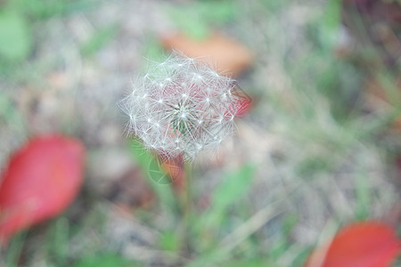 蓬松的花蒲公英有选择地聚焦在模糊的绿色背景上白棉植物群棉花花白花植物飞行软棉植物学脆弱性种子图片