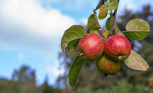 桑尼秋天 苹果果园树枝上挂着三个闪亮的美味苹果 在阳光秋天与天空对立收获树叶花园叶子蓝色网络健康水果季节生活图片