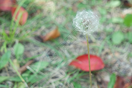 蓬松的花蒲公英有选择地聚焦在模糊的绿色背景上棉花花绒毛森林种子植物群降落伞软棉飞行植物学花粉图片