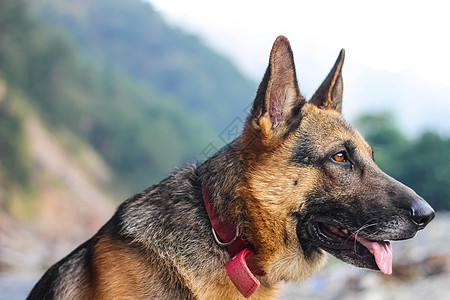 德国牧羊人 认真看向左保镖牧羊犬小狗警卫宠物犬齿后卫动物朋友哺乳动物图片