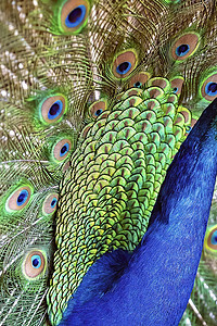 孔雀及其月光羽毛公鸡免费动物野鸡扇子蓝色野生动物尾巴范围斑点图片