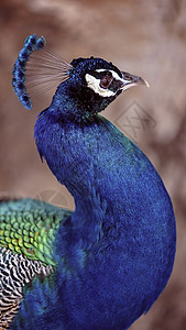 孔雀及其月光羽毛展示动物野鸡荒野尾巴扇子波峰热带女性公鸡图片