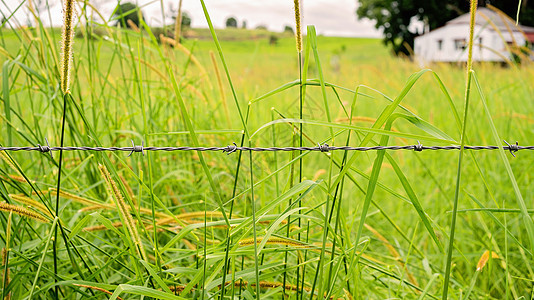郁郁葱葱的绿草前的铁丝网图片