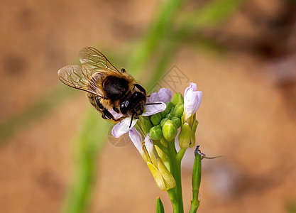 蜜粉花花传粉者植物场地蜜蜂野生动物花园飞行花粉翅膀蜂蜜图片
