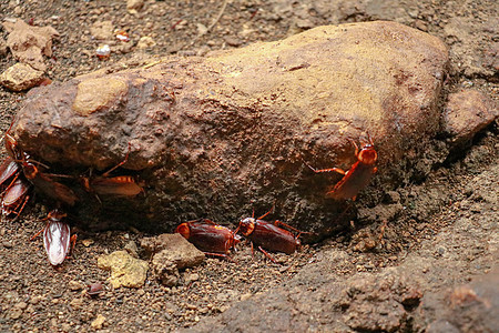 特写墙上蟑螂的视线 六条腿 翅膀和两根天线的头部 棕色的红色寄生虫漏洞病菌热带药品荒野害虫寄生动物疾病图片