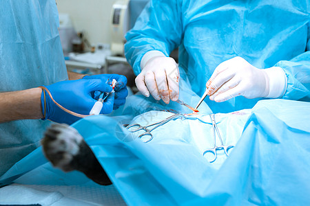 衣服上血素材外科医生兽医在手术室与助手一起操作一只狗 医疗队进行绝育手术 戴手套的手紧握手术器械 染成蓝色背景